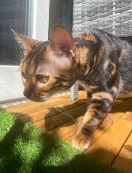 Bengal Katze - Heddesheim