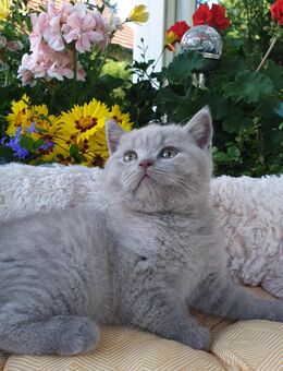BKH Britisch Kurzhaar Katerchen darf Ende Juli in sein neues Kuschel-zu-Hause - Baden-Baden