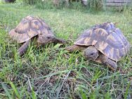 Schildkröten-Paar in fürsorgliche Hände abzugeben, von Juli 2011, mit Papieren, griechische Landschildkröten - Bad Liebenwerda