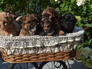 Maltipoo Welpen nur noch 2 Rüden - Bad Arolsen