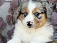 Mini Aussie Welpen, Miniatur Australian Shepherd Welpen - Ulmen
