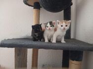 Hauskatze, Kitten - Krauthausen