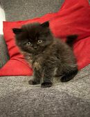 Wunderschöne kitten in 59514