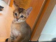 Abessinier und Türkisch Van Mix Kitten - Recklinghausen