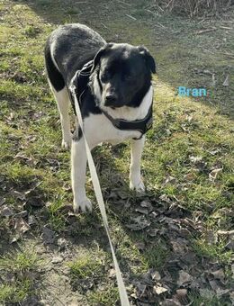 Bran-möchte nicht in RO aufwachsen - Blankenheim (Nordrhein-Westfalen)