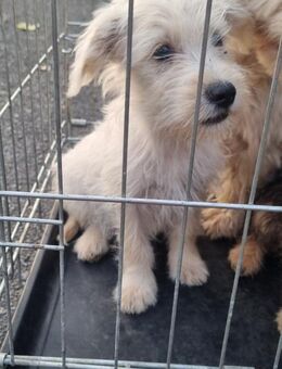 🌸 Cara kleine Bichon-Mix Hündin (4 Mo - Kassel