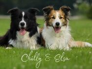 Wurfankündigung B-Wurf für den 21. Feb 2025 von Elsa & Chilly Border Collie Welpen - Wesenberg (Mecklenburg-Vorpommern)