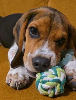 Beagle Rüde – 7 Monate – Fido sucht ein neues Zuhause - Hamburg