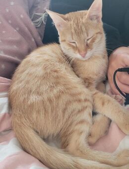 Zuckerschnute Cinnamone - Margetshöchheim