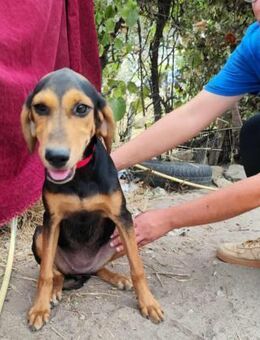 Lina, ein verträglicher, lieber Welpe - Starnberg