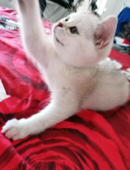 Reinrassige BKH Kitten.Abholbereit. - Geislingen (Steige)