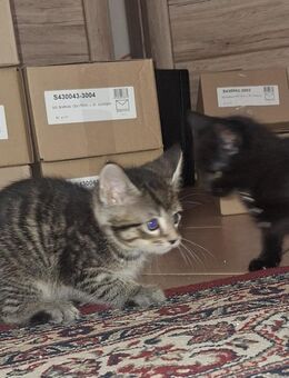 Kitten suchen neues Zuhause - Essen