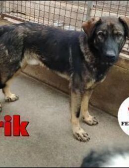 Arik junger Schäferhund Mischling Rüde - Margetshöchheim