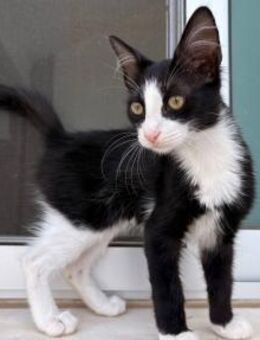 Steven - der Tennistrainer - Kirchheim (München)