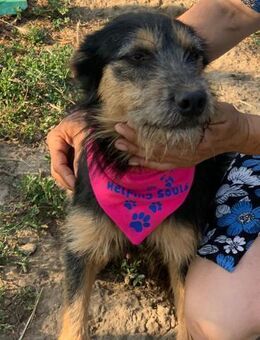 Finley; im Wald ausgesetzt - Geilenkirchen