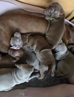 Süße Weimaraner Welpen - Spiesen-Elversberg