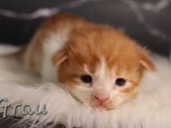 Maine coon Kitten - Pirmasens Zentrum