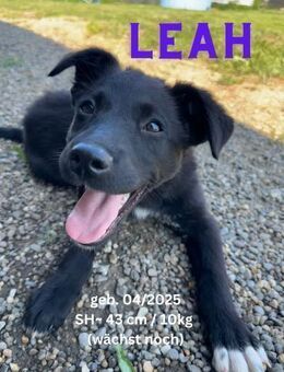 Leah - unsere Seidennase - Rinteln