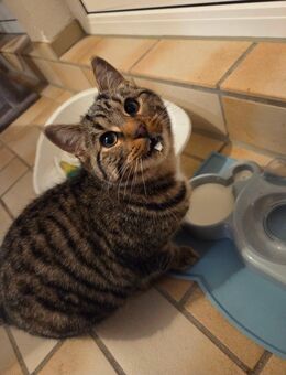 Junger liebevoller Kater - Bad Krozingen