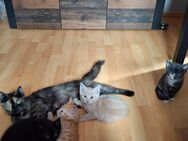 Katzenmix Siam-Perser-Thai - Brahlstorf