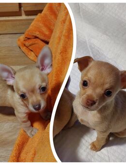 Chihuahua Welpen, reinrassig, kurzhaar , männlich - Merseburg