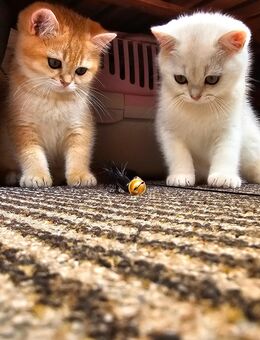 BKH reinrassige Kitten - Fürstenwalde (Spree)