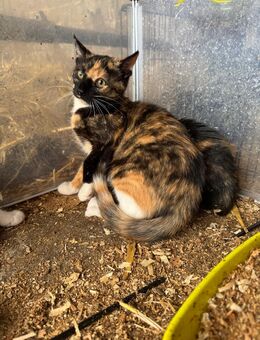 Katzen jung - Simmerath