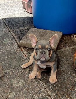 Welpe Französische Bulldogge Junge - Frankfurt (Main) Rödelheim