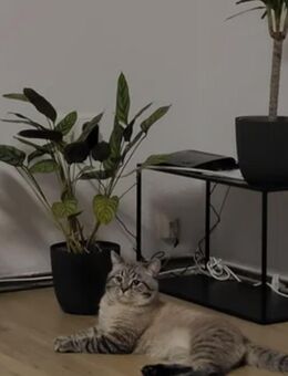 Deckkater Balu 100€ NICHT ZUM VERKAUF - Oberhausen