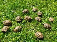 Griechische Landschildkröten - Kreßberg