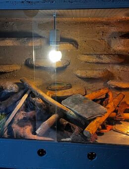 Leopardgecko Komplettset - Bottrop