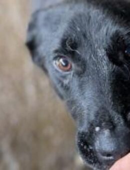 Beauty - der Wunderbare 🐾 - Elsdorf (Nordrhein-Westfalen)