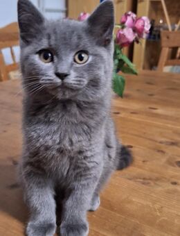 BKH Kitten - Uslar Zentrum