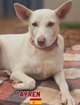 Ayren - ruhig und bewegungsfreudig - Heppenheim (Bergstraße)