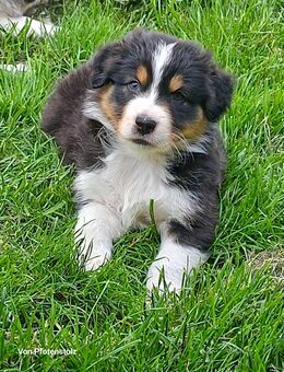 Australian Shepherd Welpen - Reher