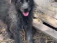 Lieber Strubbel, Schnauzer Mix Rüde - Kappeln (Schleswig-Holstein)