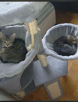 2 süße abzugeben - Kiebitzreihe