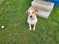 Pointer-Collie Mix Rüde sucht neues Zuhause. - Essen