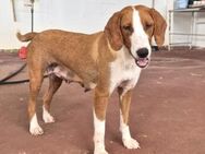 Selma Mix Hündin ca. 2 Jahre alt in GR - Reutlingen