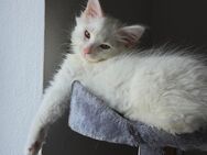 Maine Coon sucht zuhause - Querenhorst