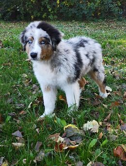 Traumhafter Australian Shepherd Welpe sucht seine Familie - Stemwede