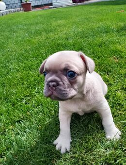 Französische Bulldoggen - Rosendahl