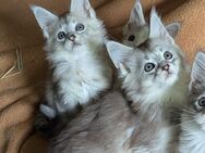 Maine Coon Babys mit Stammbaum - Oldenburg