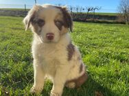 Australian Shepherd Welpen abzugeben - Bernitt