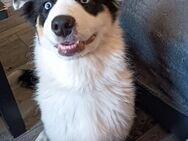 Bordercollie 5 Monate alt - Rhade