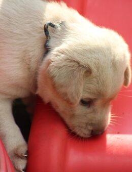 Labrador Welpen - Visselhövede