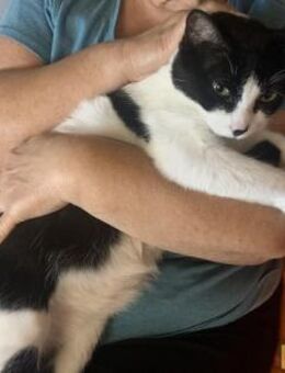 Mino - Großer Kuschelprinz - Bad Camberg