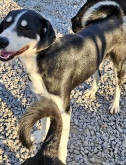 RICO sucht ein verständnisvolles Zuhause - Weilheim (Oberbayern)