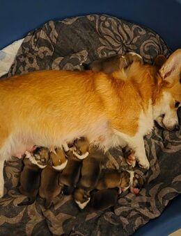 Welsh Corgi Pembroke WELPEN mit Rute - Boos (Bayern)