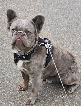 Französische Bulldogge Fluffy - Friedrichshafen